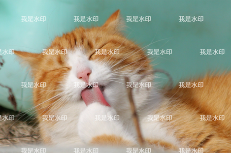 在線圖片加水印-圖片加水印在線制作