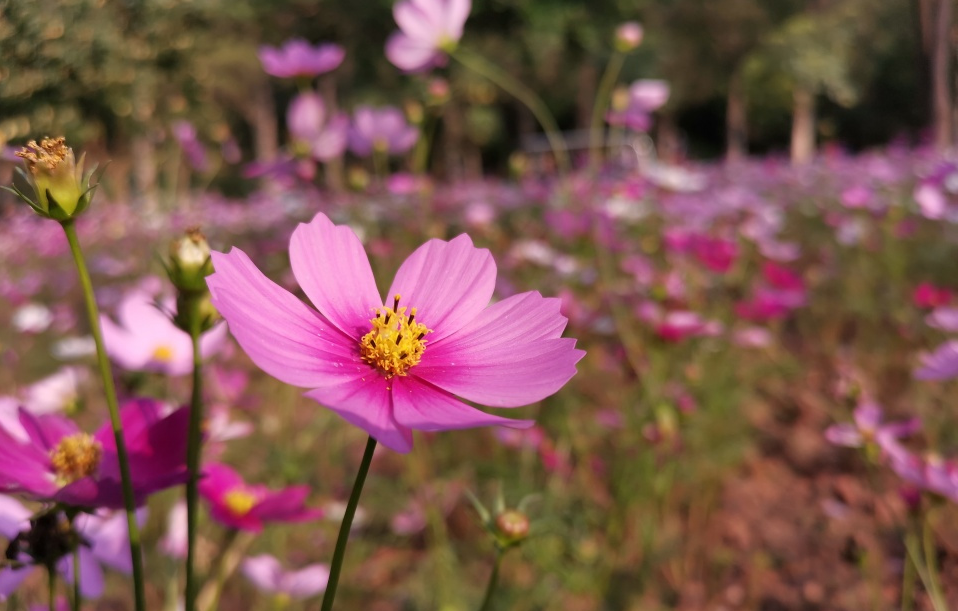 智能摳圖實現照片背景模糊虛化-ai智能背景模糊工具