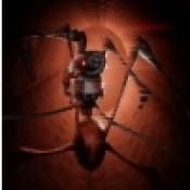 長腿蜘蛛安卓最新版