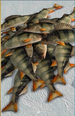 冰釣大師免費版 冰釣大師免費版