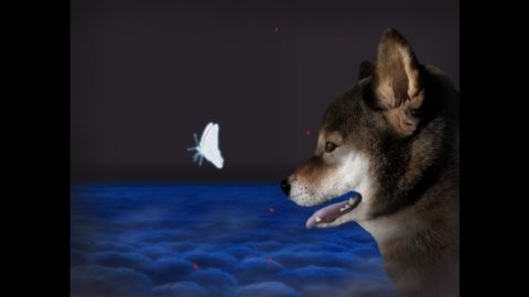 翌日波奇狗的歷險記