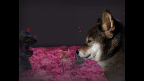 翌日波奇狗的歷險記