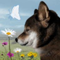 翌日波奇狗的歷險(xiǎn)記