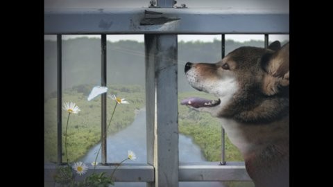 翌日波奇狗的歷險記