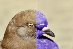 在線改變圖像的顏色編輯器