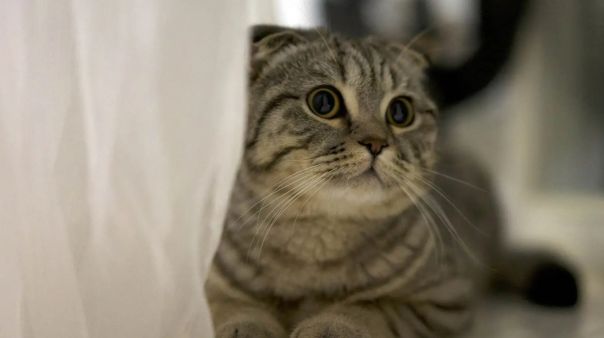 圖片搜索哪個好用