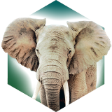 方舟動(dòng)物園